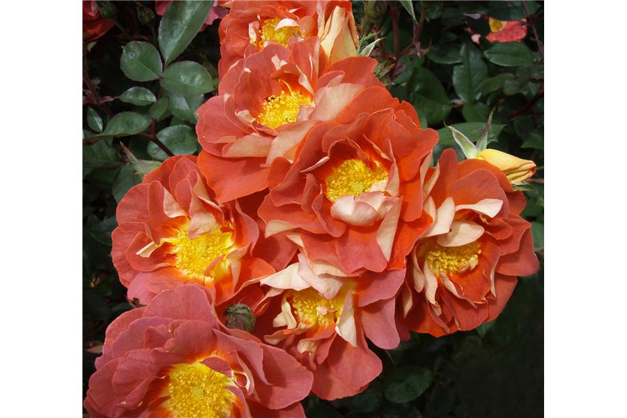 SHRUB
